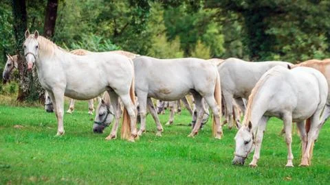White horses Stock Photos
