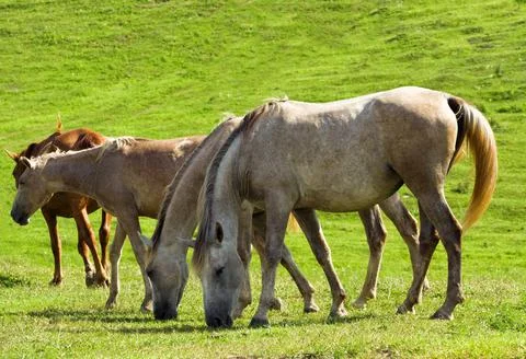 White horses Fotos Stock