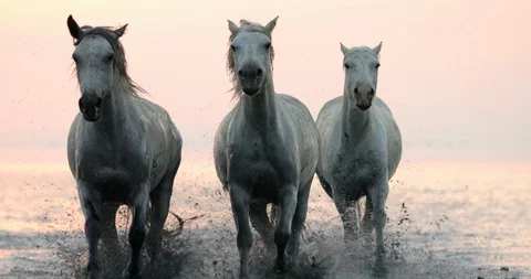 White horses running while splashing water on shore at beach during sunset - Stock Footage 130154507