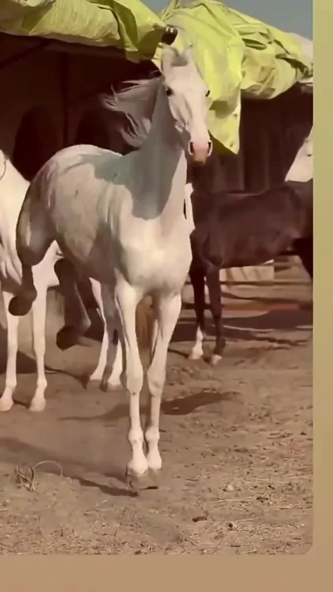 White Horses Standing in Stable Yard. Vídeos de archivo 335144284