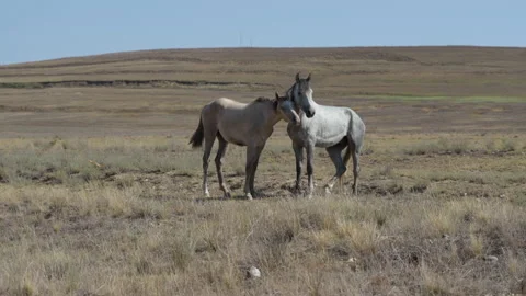 White horses in the wild Stockbeeldmateriaal 196607812