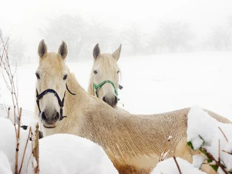 White horses on winter Stock Photos