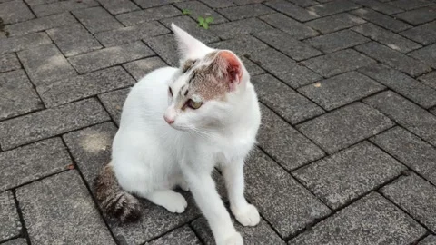 White house cat Stock Footage 218115759