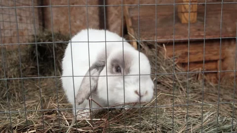 White house rabbit in a cage chews food and sniffs hay Stock Footage 254318889