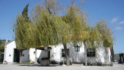 White house with a willow in the foreground. Video stock 80248832