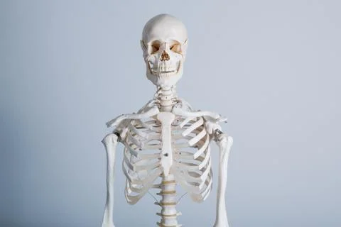 White human body bone frame on white background Stock Photos