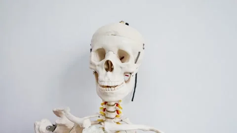 White human skeleton anatomical model close up front view with neutral back.. Stock Footage 334957494