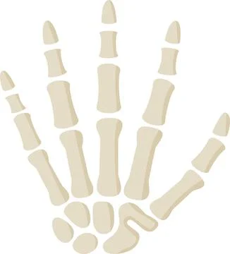 White human skeleton hand bone structure Stock Illustration