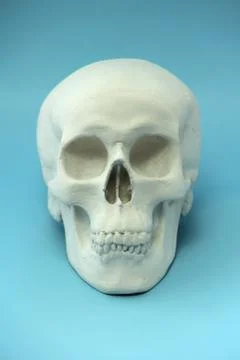White human skull made of plaster on a blue background. The concept of health Foto stock