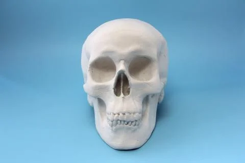White human skull made of plaster on a blue background. The concept of health Stock Photos