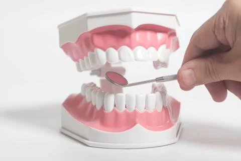 White human teeth model and dental mirror instruments with doctor's hand Stock Photos