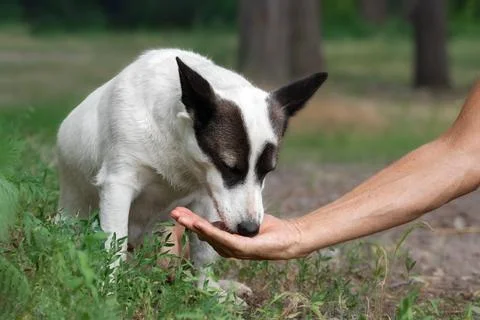A white hungry stray dog eats food from the hand of a man in the park.Feedi.. Stock Photos