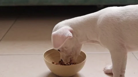 White hungry white pinscher puppy kibble from bowl Stock Footage 345283853