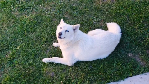 White husky in the garden is lying on the grass and resting in the garden Stock Footage 201298035