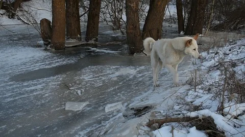 White husky leaves the thin ice of a small river Stock Footage 124410179