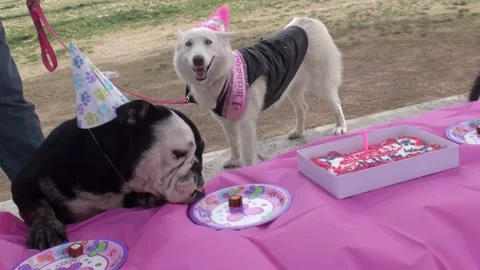 A White Husky Mix Dog Has A Birthday Party Stock Footage 159193431