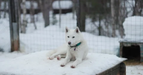 White husky resting Stock Footage 220789563
