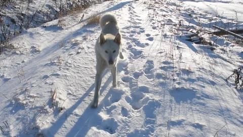 White husky running in the snow on the camera, backlit sunlight Stock Footage 124410546