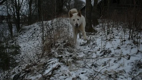 White husky runs at camera Stock Footage 122008643