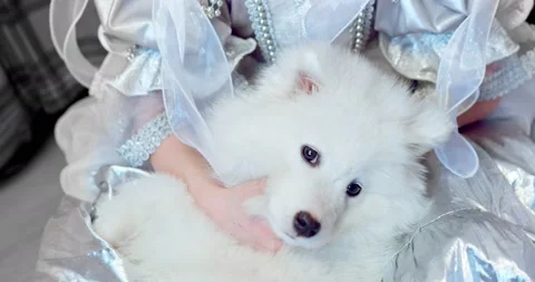 A white husky is squeezed in his hands. Stock Footage 163168582