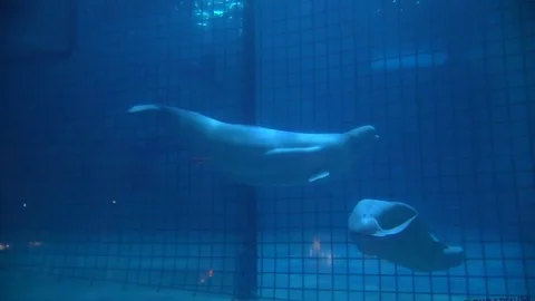 White huso floats at depth behind the glass in the aquarium Stock Footage 86247582
