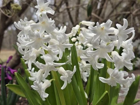 White Hyacinth 2 Stock Photos