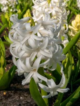 White Hyacinth Bloom in Sunlit Spring Garden Stock Photos