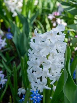 White Hyacinth Bloom in Sunlit Spring Garden Stock Photos