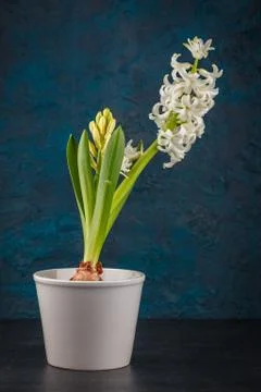 White hyacinth flower 写真素材