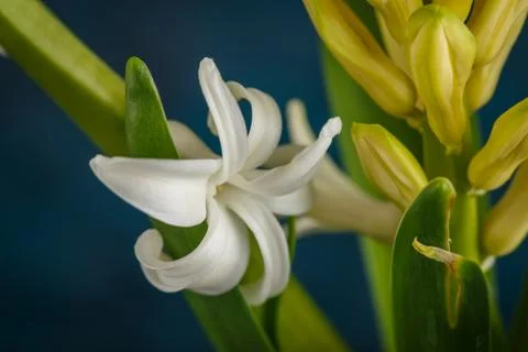 White hyacinth flower Stock Photos