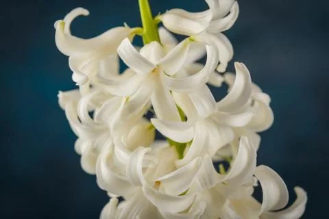White hyacinth flower Stock Photos