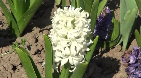 White hyacinth Stock Footage 59891423