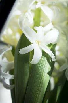 White hyacinth in full spring bloom Foto stock