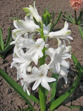 White hyacinth Stock Photos