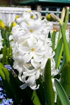White Hyacinth Foto stock