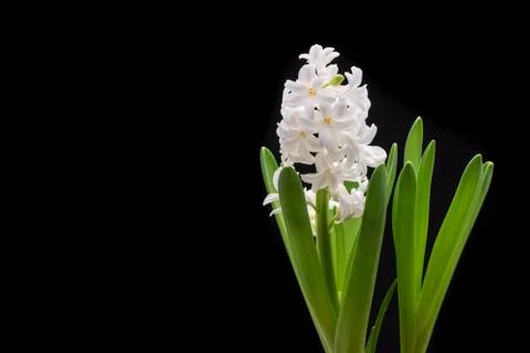 White Hyacinth Fotos Stock