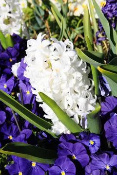 White hyacinth Stock Photos