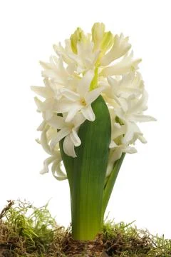 White hyacinth Stock Photos