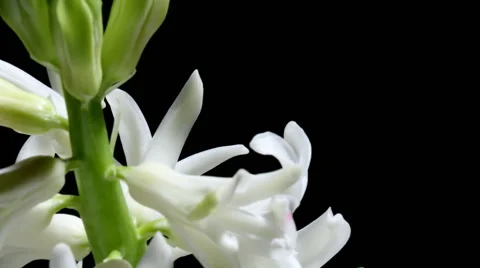 White Hyacinth Time-lapse Video stock 61787618