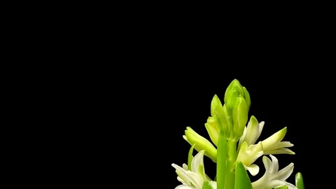 White Hyacinth Time-lapse Video stock 74675247