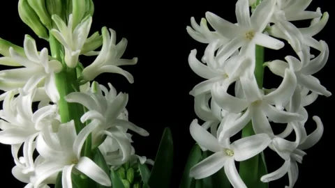 White Hyacinth Time-lapse Stock Footage 273837936