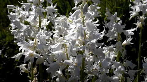 White Hyacinths Vidéo 138587268
