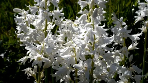 White Hyacinths Stock-Footage 138587344