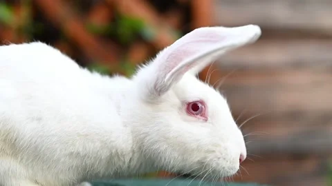 White Hycole Rabbit - 4K Stock Footage 264785780