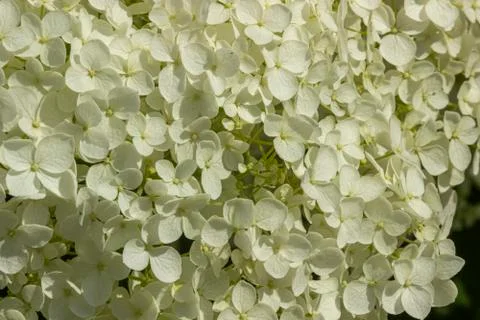 White Hydrangea arborescen in the garden Stock Photos