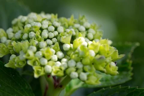 White Hydrangea background. Macro photo. Stock Photos