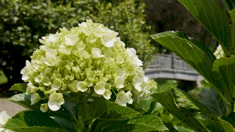 White Hydrangea Bloom Gently Swaying with Garden Bridge Background Stock Footage 341791613