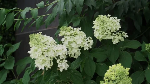 White hydrangea bloom near house wall. Stock Footage 293224720