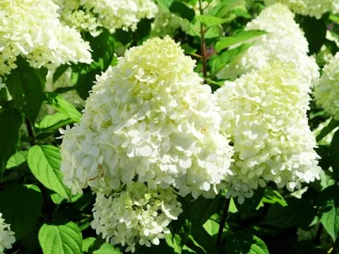 White  hydrangea bloomed against a blurred green background Foto stock