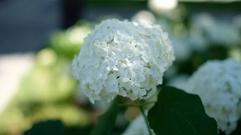 White hydrangea bloomed in the garden Stock Footage 119448234